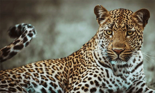 ചാലക്കുടി അന്നനാട് പുലി വളര്‍ത്തുനായയെ ആക്രമിച്ചു