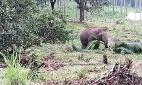 വന്യജീവി ആക്രമണം: മന്ത്രിമാര് ഫെബ്രുവരി ഏഴിന് ആറളം ഫാം സന്ദര്ശിക്കും വന്യജീവി ആക്രമണം: മന്ത്രിമാര് ഫെബ്രുവരി ഏഴിന് ആറളം ഫാം സന്ദര്ശിക്കും