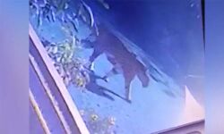 മധ്യപ്രദേശിലെ യൂനിവേഴ്‌സിറ്റി കാംപസില്‍ കടുവയുടെ സാന്നിധ്യം; ജാഗ്രതാ നിര്‍ദേശം പുറപ്പെടുവിച്ചു (വീഡിയോ)