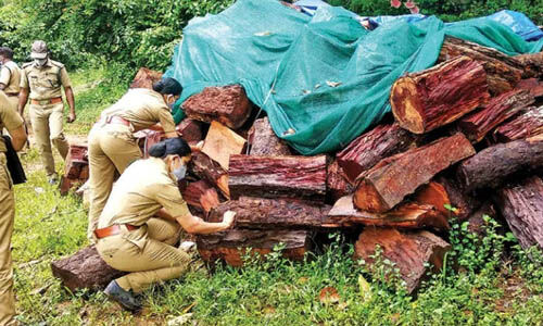 മുട്ടില്‍ മരം കൊള്ള: സസ്‌പെന്‍ഷനിലായിരുന്ന ഉദ്യോഗസ്ഥനെ തിരിച്ചെടുത്തു
