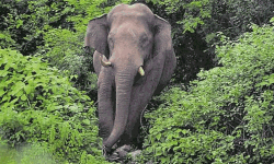 കാട്ടാന പേടി വേണ്ട; സൗരോര്‍ജവേലിയുടെ സുരക്ഷിതത്വത്തില്‍ മലക്കപ്പാറ ഗവ. സ്‌കൂള്‍