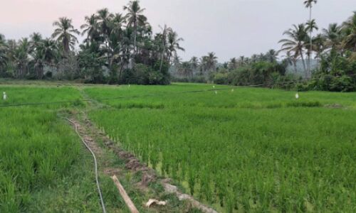 പച്ചവിരിച്ച് പുഞ്ചകൃഷി