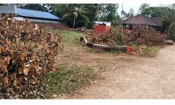 പറവൂര്‍ സമൂഹം സ്‌കൂള്‍ ഗ്രൗണ്ടിലെ മരം മുറി:മാനേജ്‌മെന്റിന്റേത് വികലമായ വികസന കാഴ്ചപ്പാട് : എസ് ഡി പി ഐ