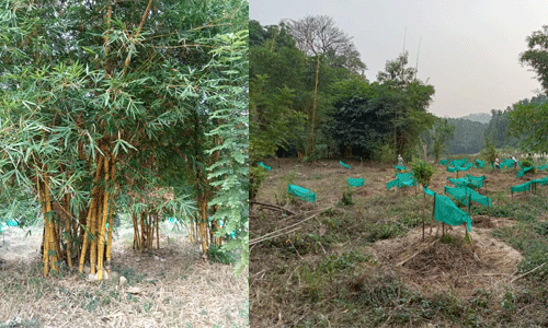 പച്ചപ്പിന്റെ കുളിരേകി പുല്ലൂരാംപാറയിലെ പച്ചതുരുത്ത് പച്ചപ്പിന്റെ കുളിരേകി പുല്ലൂരാംപാറയിലെ പച്ചതുരുത്ത്