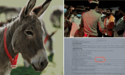 മുഖ്യമന്ത്രിക്കെതിരായി സമരം നടത്താനായി കഴുതയെ മോഷ്ടിച്ചെന്ന കേസില് കോണ്ഗ്രസ് നേതാവ് അറസ്റ്റില് മുഖ്യമന്ത്രിക്കെതിരായി സമരം നടത്താനായി കഴുതയെ മോഷ്ടിച്ചെന്ന കേസില് കോണ്ഗ്രസ് നേതാവ് അറസ്റ്റില്