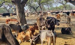 റായ്ബറേലിയിലെ യോഗിയുടെ റാലി ഗ്രൗണ്ടിന് സമീപമുള്ള അഭയകേന്ദ്രത്തില്‍ ദിവസവും കന്നുകാലികള്‍ ചത്തൊടുങ്ങുന്നു