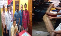 കോടികള്‍ വിലമതിക്കുന്ന ഇരുതലമൂരി പാമ്പിനെ പിടികൂടി