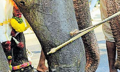 പാപ്പാന്മാര് ഇരുമ്പു തോട്ടി ഉപയോഗിക്കുന്നതിനു വനം വകുപ്പ് വിലക്കേര്പ്പെടുത്തി പാപ്പാന്മാര് ഇരുമ്പു തോട്ടി ഉപയോഗിക്കുന്നതിനു വനം വകുപ്പ് വിലക്കേര്പ്പെടുത്തി