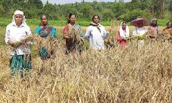 സ്ത്രീകൾ അധ്വാനത്തിന്റെ പൊൻകതിർ കൊയ്തെടുക്കുമ്പോൾ അവരൊന്നിച്ച് കൊയ്തുപാട്ട് പാടുകയാണ്