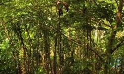 സംസ്ഥാനത്ത് ഇതുവരെ വച്ചുപിടിപ്പിച്ചത് എട്ട് നഗരവനങ്ങള്‍