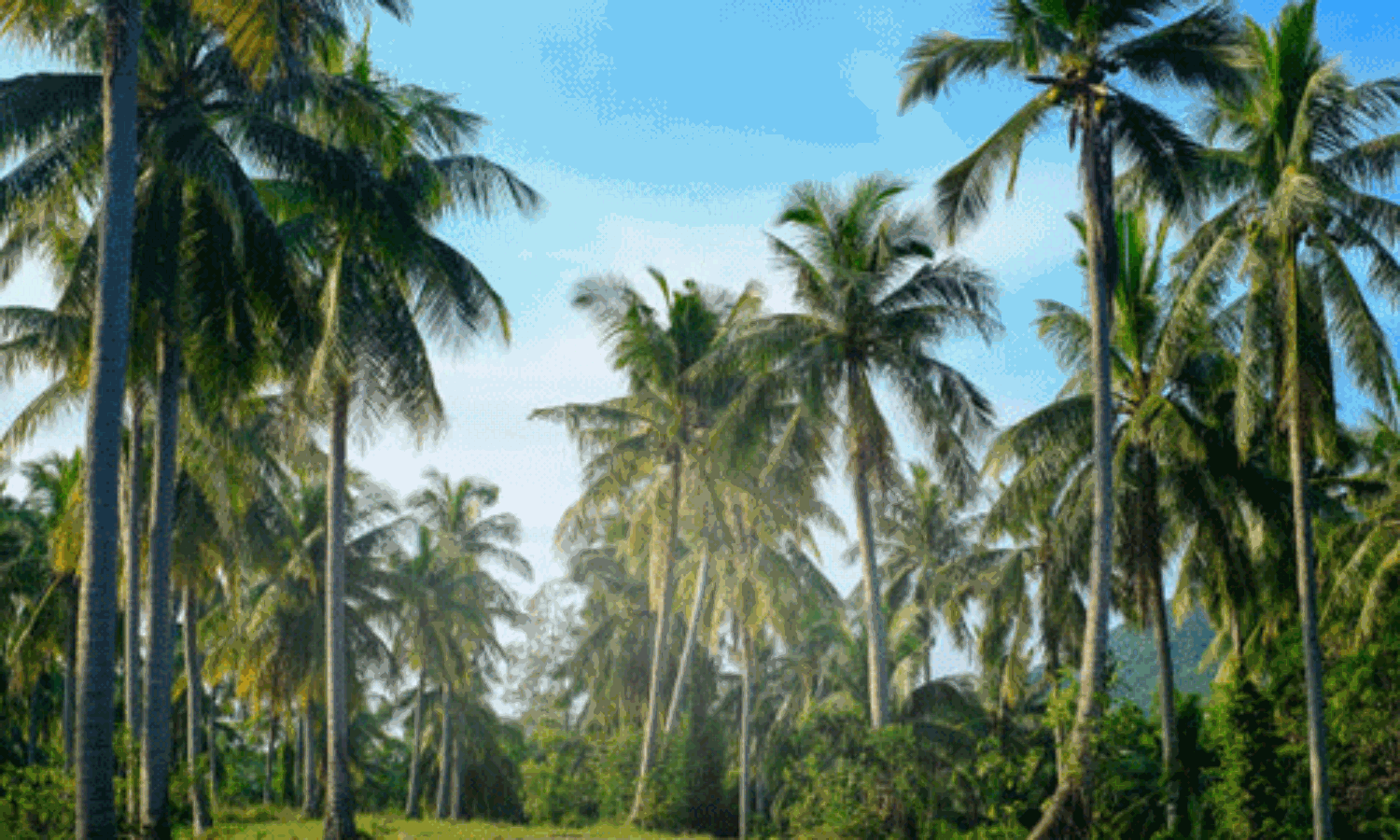 ബേപ്പൂരില് കേരഗ്രാമം പദ്ധതിക്ക് തുടക്കം ബേപ്പൂരില് കേരഗ്രാമം പദ്ധതിക്ക് തുടക്കം