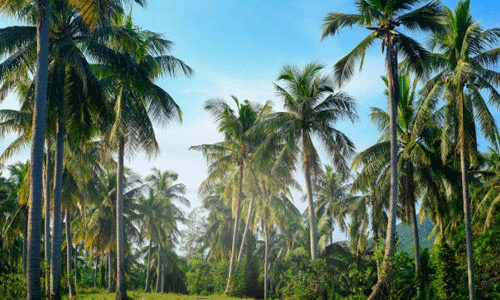 ബേപ്പൂരില്‍ കേരഗ്രാമം പദ്ധതിക്ക് തുടക്കം