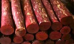 യുഎഇയിലേക്ക് കടത്താന്‍ ശ്രമിച്ച 2000 ടണ്‍ രക്തചന്ദനം പിടിച്ചു