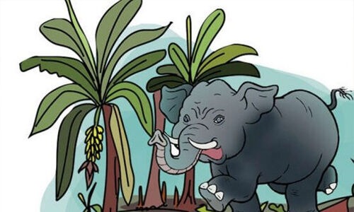 വന്യജീവി ആക്രമണം: നഷ്ടപരിഹാരത്തിന് 15.43 കോടി അനുവദിച്ചു വന്യജീവി ആക്രമണം: നഷ്ടപരിഹാരത്തിന് 15.43 കോടി അനുവദിച്ചു