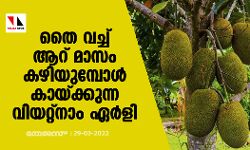 തൈ വച്ച് ആറ് മാസം കഴിയുമ്പോൾ കായ്ക്കുന്ന വിയറ്റ്നാം ഏർളി