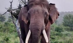 ചിന്നക്കനാലില്‍ വീണ്ടും കാട്ടാന ആക്രമണം; നടക്കാനിറങ്ങിയ വയോധികനെ കാട്ടാന ചവിട്ടിക്കൊന്നു