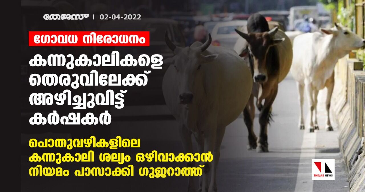 ഗോവധ നിരോധനം:കന്നുകാലികളെ തെരുവിലേക്ക് അഴിച്ചുവിട്ട് കര്ഷകര്; പൊതുവഴികളിലെ കന്നുകാലി ശല്യം ഒഴിവാക്കാന് നിയമം പാസാക്കി ഗുജറാത്ത് ഗോവധ നിരോധനം:കന്നുകാലികളെ തെരുവിലേക്ക് അഴിച്ചുവിട്ട് കര്ഷകര്; പൊതുവഴികളിലെ കന്നുകാലി ശല്യം ഒഴിവാക്കാന് നിയമം പാസാക്കി ഗുജറാത്ത്
