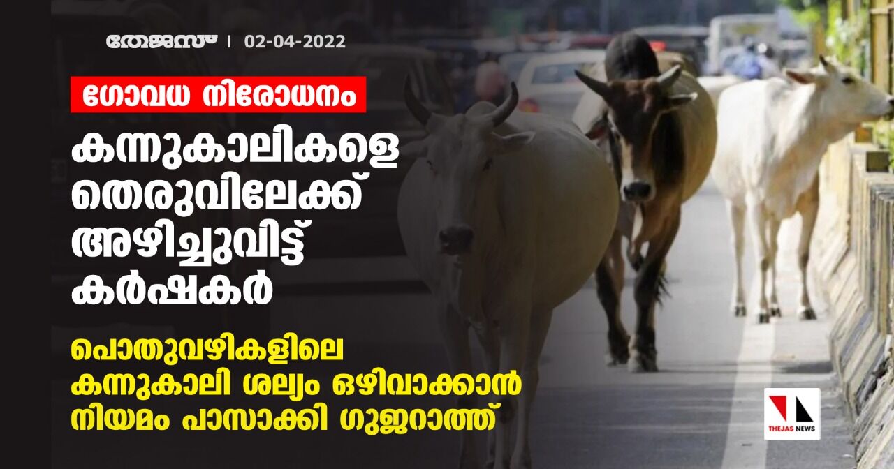 ഗോവധ നിരോധനം:കന്നുകാലികളെ തെരുവിലേക്ക് അഴിച്ചുവിട്ട് കര്‍ഷകര്‍; പൊതുവഴികളിലെ കന്നുകാലി ശല്യം ഒഴിവാക്കാന്‍ നിയമം പാസാക്കി ഗുജറാത്ത്