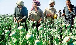 അഫ്ഗാനില്‍ മയക്കുമരുന്ന് ഉല്‍പാദനം നിരോധിച്ച് താലിബാന്‍; ലംഘിച്ചാല്‍ കടുത്ത ശിക്ഷ