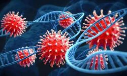 മുംബൈയില് കണ്ടെത്തിയത് കൊവിഡിന്റെ പുതിയ എക്സ് ഇ വകഭേദമല്ല മുംബൈയില് കണ്ടെത്തിയത് കൊവിഡിന്റെ പുതിയ എക്സ് ഇ വകഭേദമല്ല