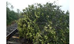 ശക്തമായ കാറ്റും മഴയും:റെയില്‍വെ ട്രാക്കില്‍ മരം വീണ് തീവണ്ടി ഗതാഗതം തടസ്സപ്പെട്ടു