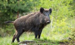 കാട്ടുപന്നി കുറുകെ ചാടി; ബൈക്ക് മറിഞ്ഞ് യുവാക്കള്‍ക്ക് പരിക്ക്