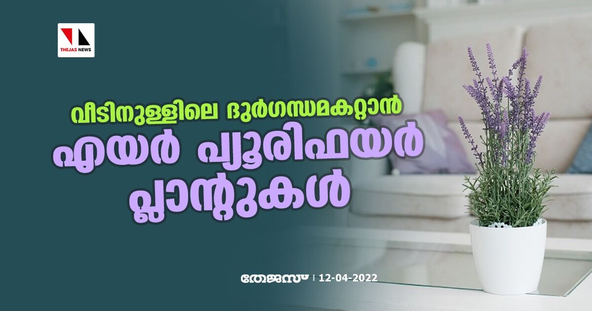 വീടിനുള്ളിലെ ദുര്‍ഗന്ധമകറ്റാന്‍ എയര്‍ പ്യൂരിഫയര്‍ പ്ലാന്റുകള്‍