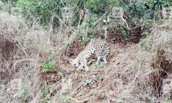 കമ്പിവേലിയില്‍ കുടുങ്ങി പുള്ളിപ്പുലി ചത്ത നിലയില്‍