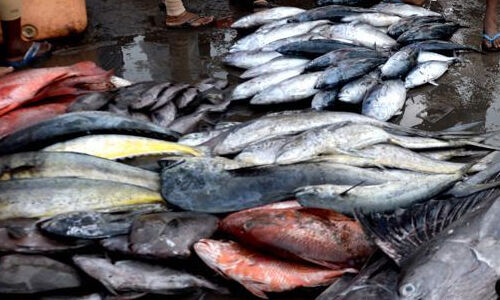 മീനിലെ മായം: ഭക്ഷ്യസുരക്ഷാ പരിശോധന ശക്തമാക്കാന് നിര്ദേശം മീനിലെ മായം: ഭക്ഷ്യസുരക്ഷാ പരിശോധന ശക്തമാക്കാന് നിര്ദേശം