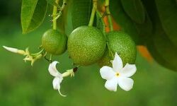 കോട്ടയത്ത് സുഹൃത്തുക്കളായ പെൺകുട്ടികളുടെ ആത്മഹത്യാശ്രമം; വിഷക്കായ കഴിച്ച ഒരാള്‍ മരിച്ചു