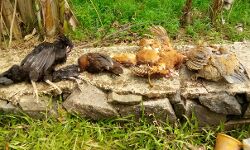 കോഴികളെ പട്ടാപ്പകല്‍ തെരുവ് നായ്ക്കള്‍ കടിച്ചുകൊന്നു