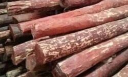 ഇടുക്കിയില് ലക്ഷങ്ങള് വിലമതിക്കുന്ന ചന്ദനമരങ്ങള് മോഷണം പോയി ഇടുക്കിയില് ലക്ഷങ്ങള് വിലമതിക്കുന്ന ചന്ദനമരങ്ങള് മോഷണം പോയി