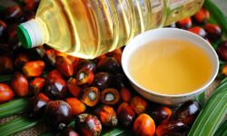 ഇന്ത്യയിലേക്കുള്ള പാമോയില്‍ കയറ്റുമതി വിലക്കി ഇന്ത്യോനേസ്യ; രാജ്യത്ത് ഭക്ഷ്യ എണ്ണയുടെ വില ഉയരും