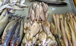 ഓപറേഷന് മല്സ്യ: സംസ്ഥാനത്ത് 1,707 കിലോ കേടായ മല്സ്യം പിടിച്ചെടുത്തു ഓപറേഷന് മല്സ്യ: സംസ്ഥാനത്ത് 1,707 കിലോ കേടായ മല്സ്യം പിടിച്ചെടുത്തു