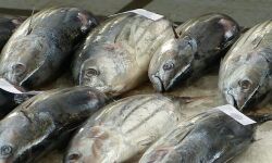 เดเดชเตเดชเดฑเตเดทเดจเตโ เดฎเดคเตเดธเตเดฏ; 106 เดเดเดเตเดเดณเดฟเดฒเตโ เดชเดฐเดฟเดถเตเดงเดจ; เดเตเดเดพเดฏ เดฎเดคเตเดธเตเดฏเด เดชเดฟเดเดฟเดเตเดเตเดเตเดคเตเดคเต เดจเดถเดฟเดชเตเดชเดฟเดเตเดเต เดเดชเตเดชเดฑเตเดทเดจเตโ เดฎเดคเตเดธเตเดฏ; 106 เดเดเดเตเดเดณเดฟเดฒเตโ เดชเดฐเดฟเดถเตเดงเดจ; เดเตเดเดพเดฏ เดฎเดคเตเดธเตเดฏเด เดชเดฟเดเดฟเดเตเดเตเดเตเดคเตเดคเต เดจเดถเดฟเดชเตเดชเดฟเดเตเดเต