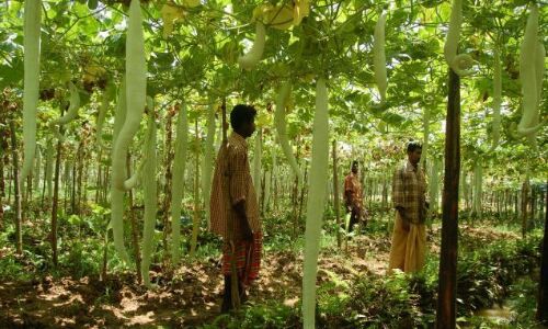 ചെലവു കുറഞ്ഞ കൃഷിരീതികള്‍ വ്യാപകമാക്കണം: മന്ത്രി ജി ആര്‍ അനില്‍