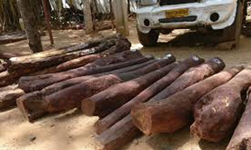 മറയൂരിലെ ചന്ദനമരങ്ങളിലെ വൈറസ്ബാധ തടയാന് നടപടി മറയൂരിലെ ചന്ദനമരങ്ങളിലെ വൈറസ്ബാധ തടയാന് നടപടി