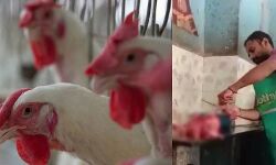 കോഴിയെ ജീവനോടെ തൊലിയുരിച്ച് കഷണങ്ങളാക്കിയ സംഭവം: യുവാവ് അറസ്റ്റില് കോഴിയെ ജീവനോടെ തൊലിയുരിച്ച് കഷണങ്ങളാക്കിയ സംഭവം: യുവാവ് അറസ്റ്റില്