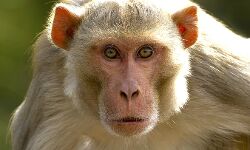 കുഞ്ഞിനെ കുരങ്ങ് തട്ടിപ്പറിച്ച് കിണറ്റിലെറിഞ്ഞു; രക്ഷയായത് കുഞ്ഞ് ധരിച്ച ഡയപ്പര്‍