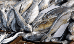 200 കിലോ പഴകിയ മത്സ്യം പിടികൂടി