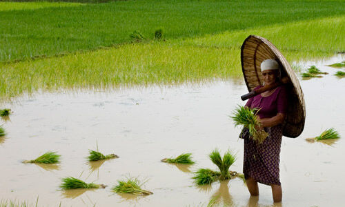 കുട്ടനാട് മേഖലയില് കൂലി വര്ധിപ്പിക്കുന്നു; പുരുഷന്മാര്ക്ക് 1,050 രൂപ; സ്ത്രീകള്ക്ക് 600 രൂപ കുട്ടനാട് മേഖലയില് കൂലി വര്ധിപ്പിക്കുന്നു; പുരുഷന്മാര്ക്ക് 1,050 രൂപ; സ്ത്രീകള്ക്ക് 600 രൂപ