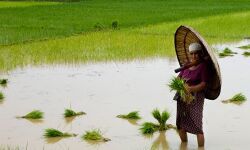 കുട്ടനാട് മേഖലയില്‍ കൂലി വര്‍ധിപ്പിക്കുന്നു; പുരുഷന്മാര്‍ക്ക് 1,050 രൂപ; സ്ത്രീകള്‍ക്ക് 600 രൂപ