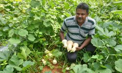 ബട്ടര്‍നട്ട് കൃഷി ചെയ്ത് വിജയം കൈവരിച്ച് സിനോജ്