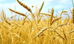 വിലക്കയറ്റം; ഗോതമ്പ് കയറ്റുമതി താത്കാലികമായി നിരോധിച്ച് കേന്ദ്ര സര്ക്കാര് വിലക്കയറ്റം; ഗോതമ്പ് കയറ്റുമതി താത്കാലികമായി നിരോധിച്ച് കേന്ദ്ര സര്ക്കാര്