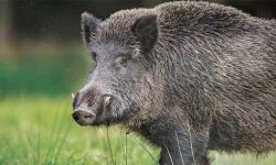 കോഴിക്കോട് കാട്ടുപന്നിയെ വെടിവച്ച് കൊന്നു