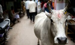 യുപിയിലെ അറവുശാലയിൽ പശു മാംസം കണ്ടെത്തിയെന്നാരോപിച്ച് ദേശീയ സുരക്ഷാ നിയമം ചുമത്തി യുപിയിലെ അറവുശാലയിൽ പശു മാംസം കണ്ടെത്തിയെന്നാരോപിച്ച് ദേശീയ സുരക്ഷാ നിയമം ചുമത്തി