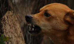 เดเตเดเตเดเดฟเดฏเต เดตเดณเดฐเตโเดคเตเดคเตเดจเดพเดฏ เดเดเดฟเดเตเดเต; เดเตเดฐเตเดเตเดฐเดพเดฎเดฟเดฒเต เดนเตเดธเดฟเดเต เดธเตเดธเตเดฑเตเดฑเดฟเดเตเดเต 4 เดฒเดเตเดทเด เดฐเตเดช เดชเดฟเดด เดเตเดเตเดเดฟเดฏเต เดตเดณเดฐเตโเดคเตเดคเตเดจเดพเดฏ เดเดเดฟเดเตเดเต; เดเตเดฐเตเดเตเดฐเดพเดฎเดฟเดฒเต เดนเตเดธเดฟเดเต เดธเตเดธเตเดฑเตเดฑเดฟเดเตเดเต 4 เดฒเดเตเดทเด เดฐเตเดช เดชเดฟเดด