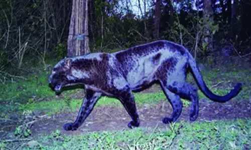 ചാമരാജനഗറിലെ കടുവസങ്കേതത്തില് വീണ്ടും കരിമ്പുലിയെ കണ്ടെത്തി ചാമരാജനഗറിലെ കടുവസങ്കേതത്തില് വീണ്ടും കരിമ്പുലിയെ കണ്ടെത്തി