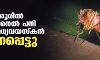 തൃശൂരില്‍ വെസ്റ്റ് നൈല്‍ പനി ബാധിച്ച മധ്യവയസ്‌കന്‍ മരണപ്പെട്ടു