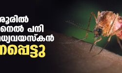 തൃശൂരില് വെസ്റ്റ് നൈല് പനി ബാധിച്ച മധ്യവയസ്കന് മരണപ്പെട്ടു തൃശൂരില് വെസ്റ്റ് നൈല് പനി ബാധിച്ച മധ്യവയസ്കന് മരണപ്പെട്ടു